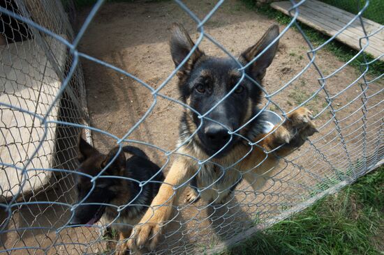 Vyazma dog training center of Border Service of Russian Federal Security Service
