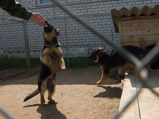 Vyazma dog training center of Border Service of Russian Federal Security Service