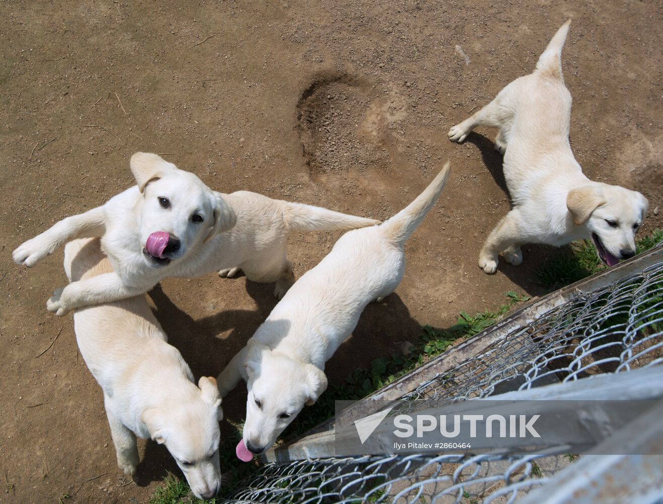 Vyazma dog training center of Border Service of Russian Federal Security Service