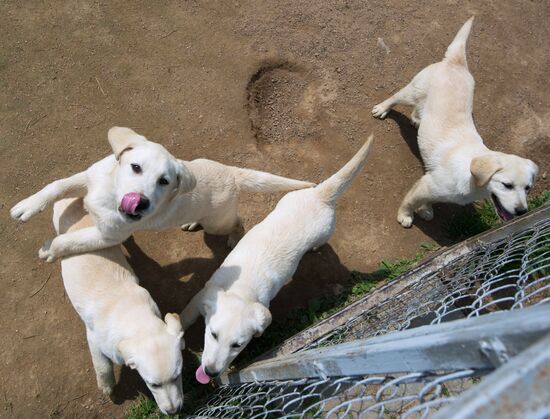 Vyazma dog training center of Border Service of Russian Federal Security Service