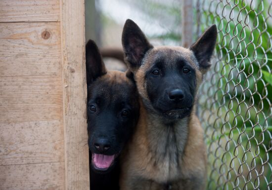 Vyazma dog training center of Border Service of Russian Federal Security Service