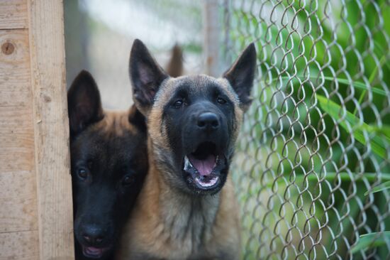 Vyazma dog training center of Border Service of Russian Federal Security Service