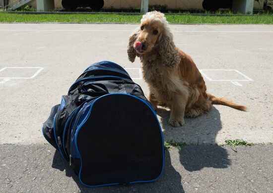 Vyazemsky Canine Center of the Russian Federal Security Service's Border Service, in Smolensk region
