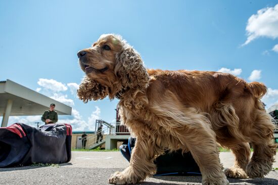 Vyazemsky Canine Center of the Russian Federal Security Service's Border Service, in Smolensk region