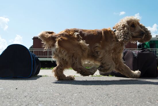 Vyazemsky Canine Center of the Russian Federal Security Service's Border Service, in Smolensk region