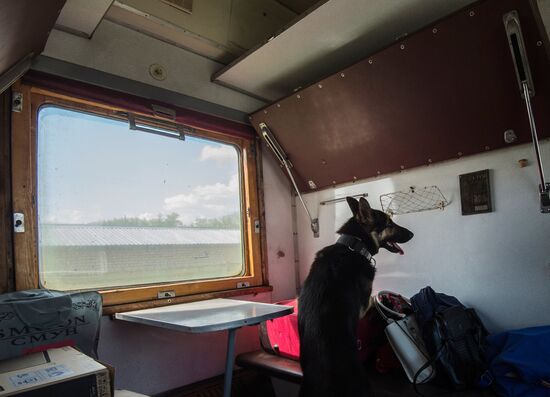 Vyazemsky Canine Center of the Russian Federal Security Service's Border Service, in Smolensk region