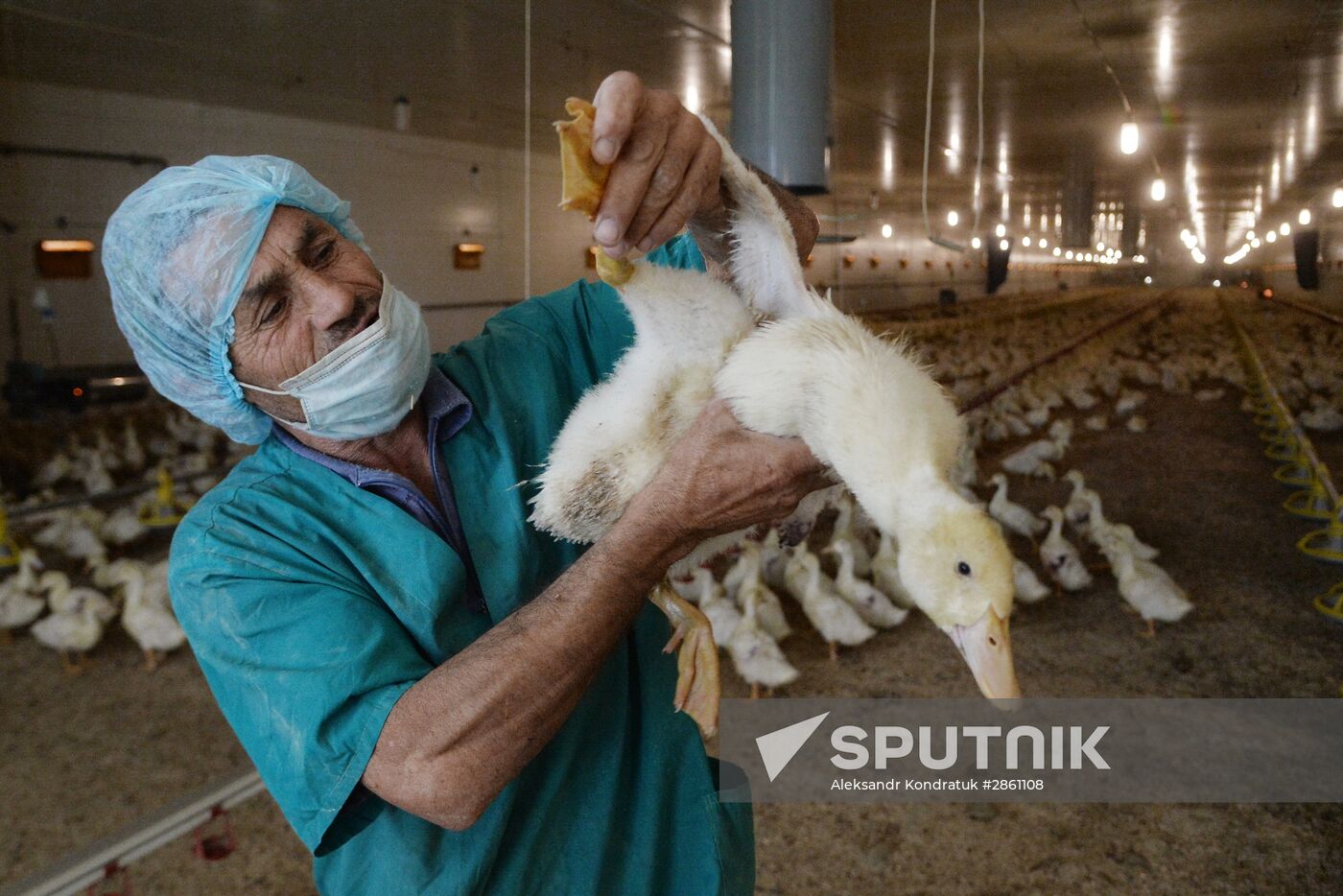 Duck breeding farm in Chelyabinsk Region