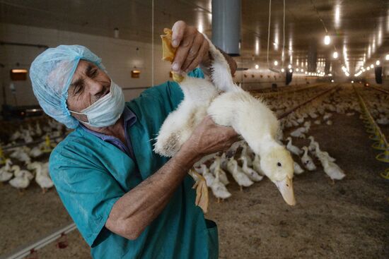 Duck breeding farm in Chelyabinsk Region