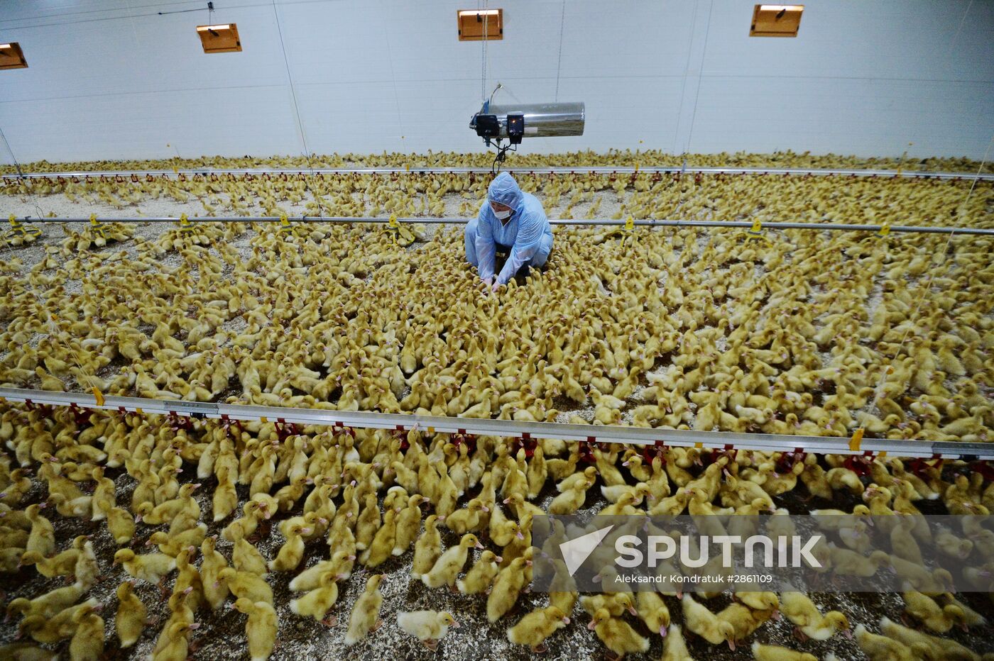 Duck breeding farm in Chelyabinsk Region