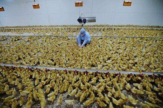 Duck breeding farm in Chelyabinsk Region