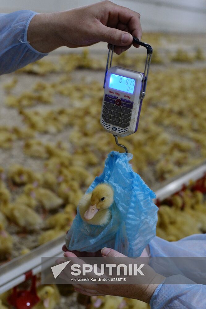 Utiniye Fermy agricultural complex in Chelyabinsk region