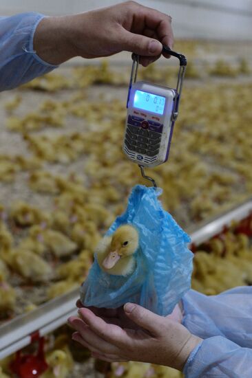 Utiniye Fermy agricultural complex in Chelyabinsk region