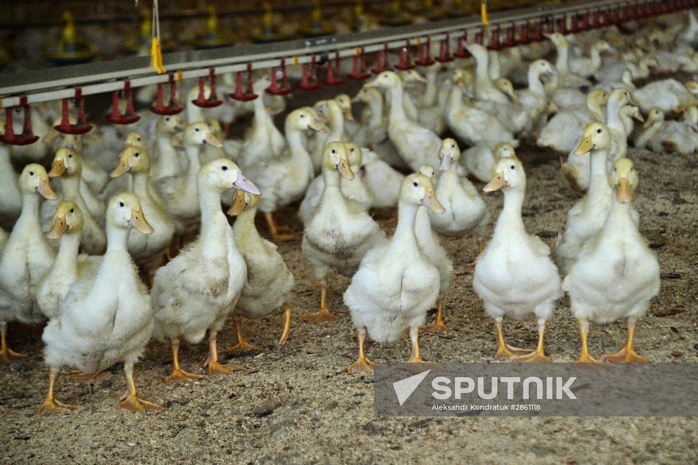 Utiniye Fermy agricultural complex in Chelyabinsk region