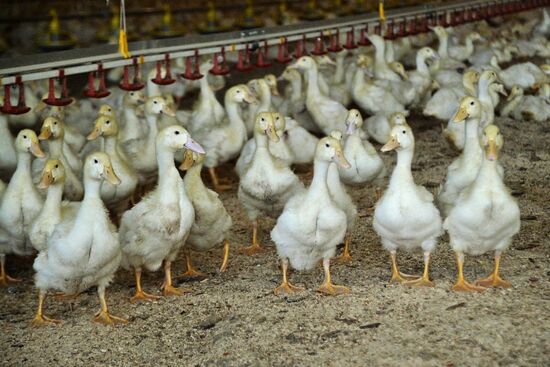 Utiniye Fermy agricultural complex in Chelyabinsk region