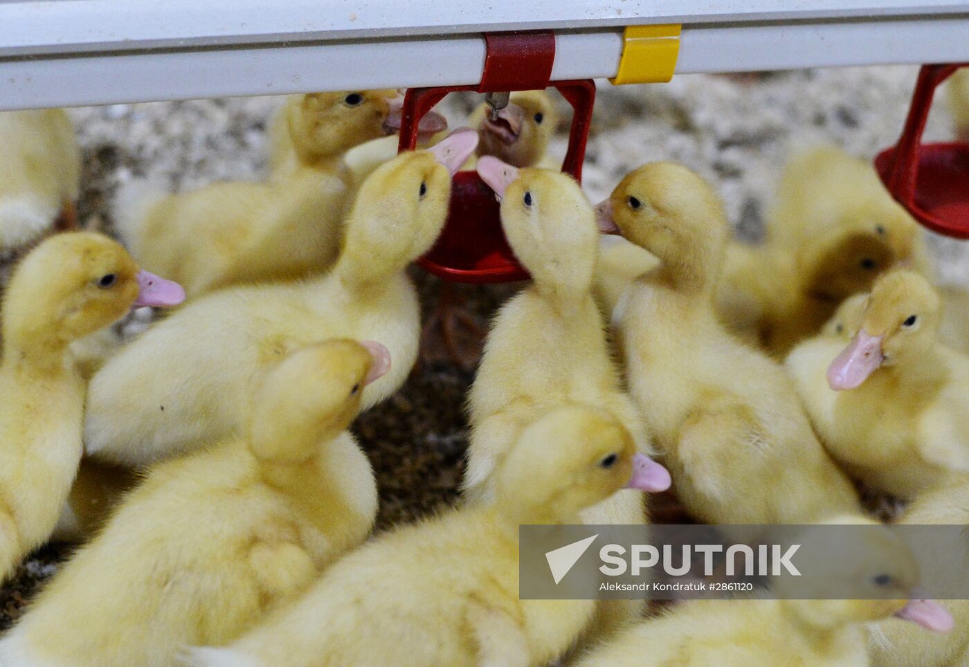 Utiniye Fermy agricultural complex in Chelyabinsk region