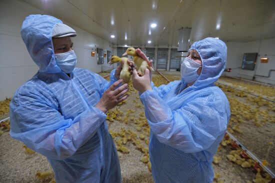 Utiniye Fermy agricultural complex in Chelyabinsk region
