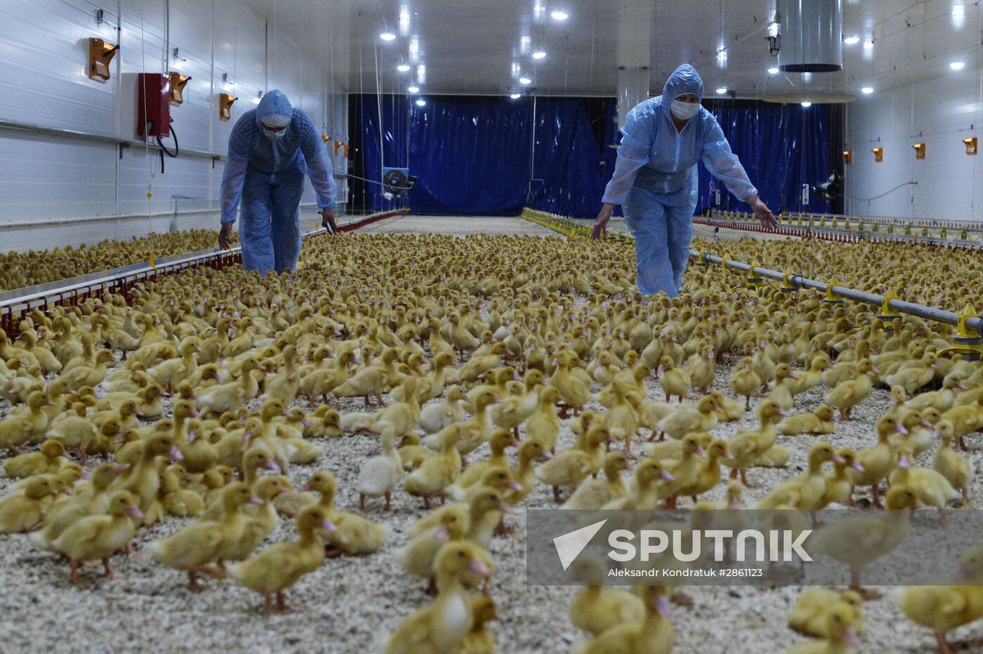 Utiniye Fermy agricultural complex in Chelyabinsk region