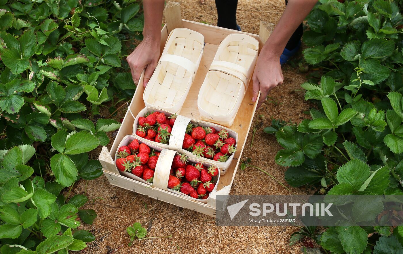 Strawberry farm in Krasnodar Territory