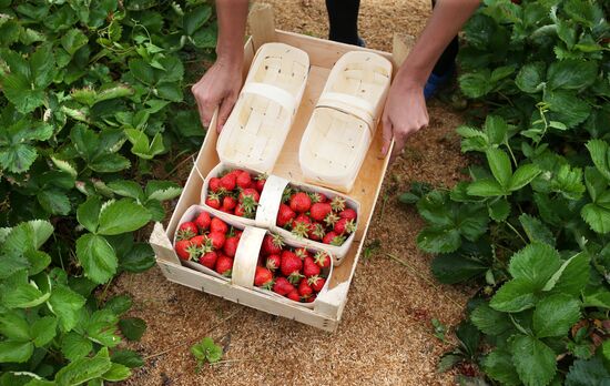 Strawberry farm in Krasnodar Territory
