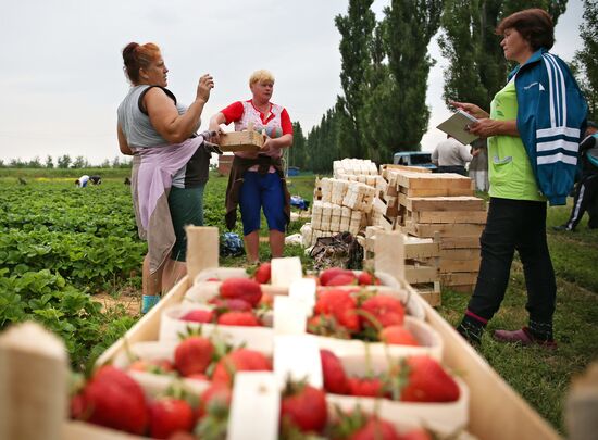 Strawberry farm in Krasnodar Territory