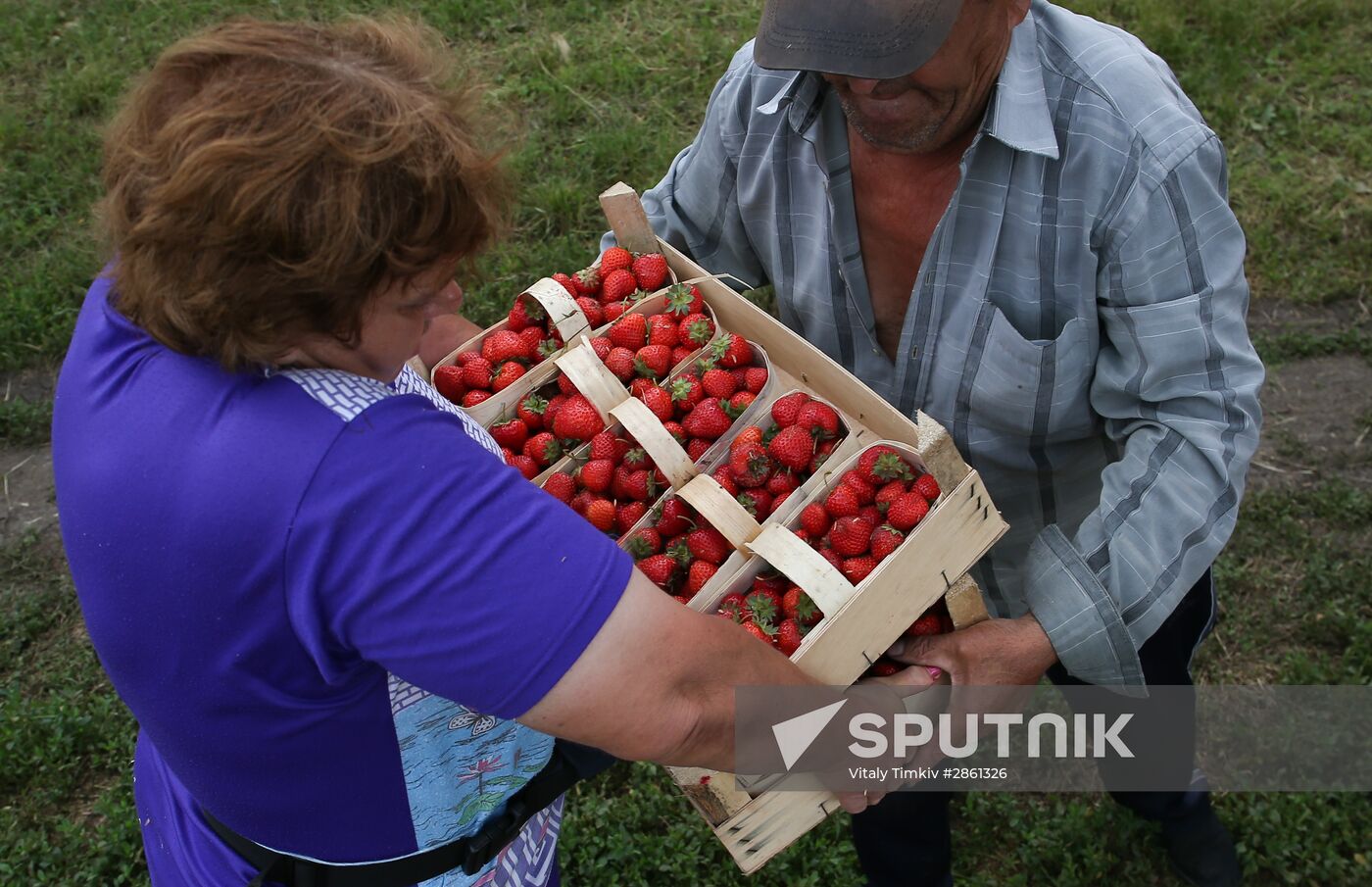 Strawberry farm in Krasnodar Territory
