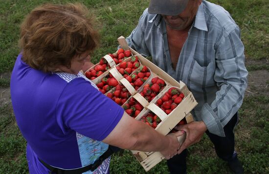 Strawberry farm in Krasnodar Territory