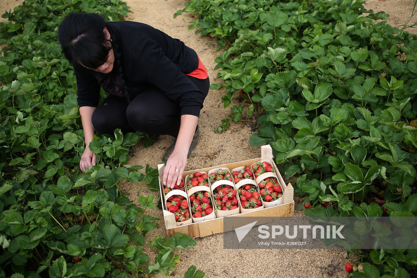 Strawberry farm in Krasnodar Territory