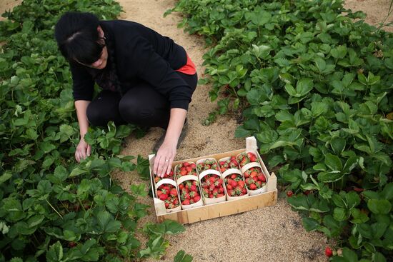 Strawberry farm in Krasnodar Territory