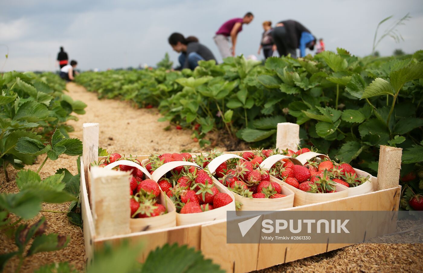 Strawberry farm in Krasnodar Territory