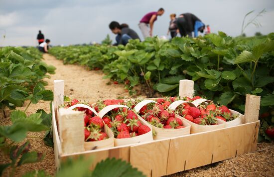 Strawberry farm in Krasnodar Territory