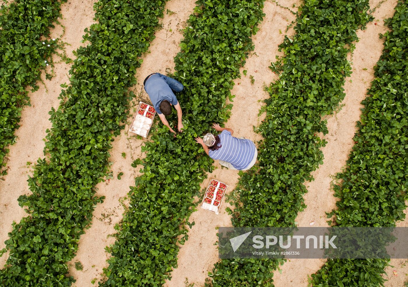 Strawberry farm in Krasnodar Territory