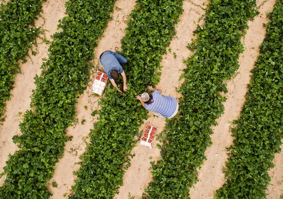 Strawberry farm in Krasnodar Territory