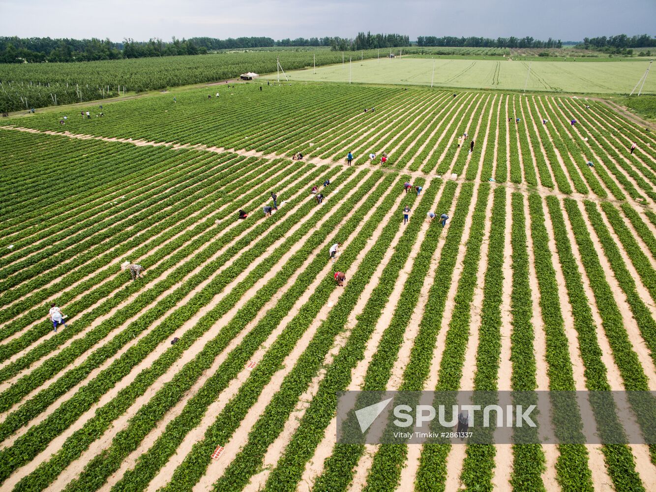 Strawberry farm in Krasnodar Territory