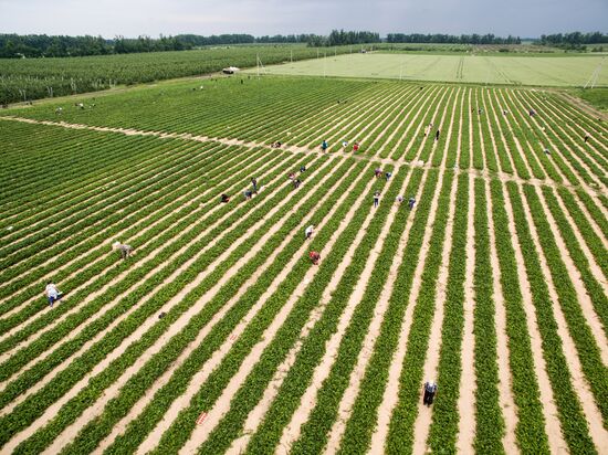 Strawberry farm in Krasnodar Territory