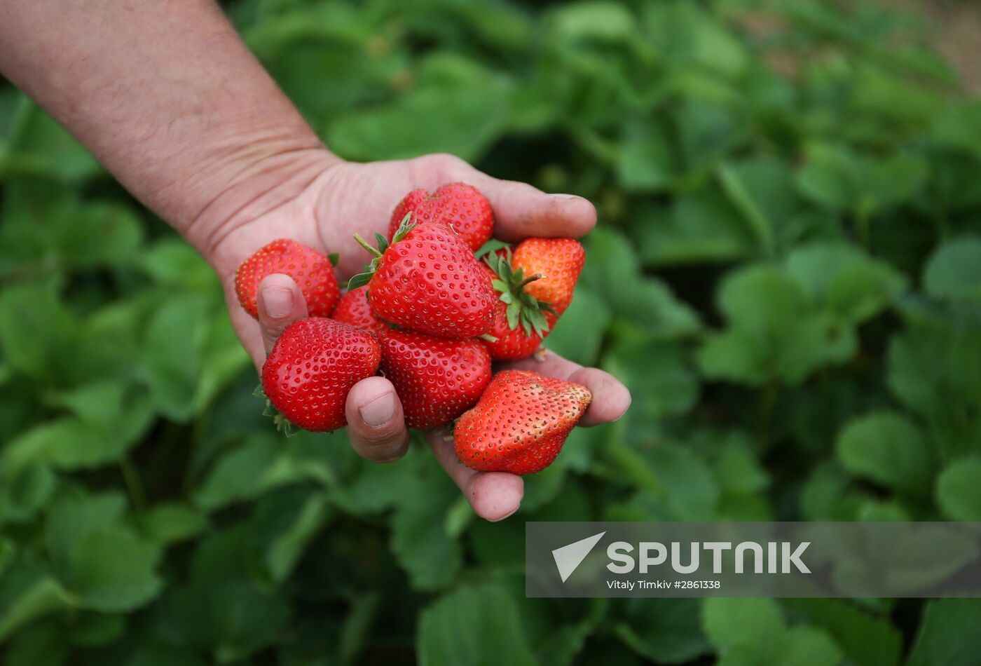 Strawberry farm in Krasnodar Territory