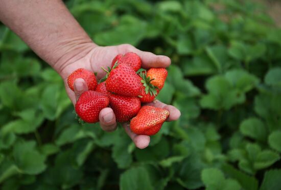 Strawberry farm in Krasnodar Territory