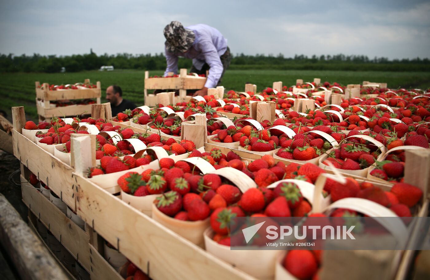 Strawberry farm in Krasnodar Territory