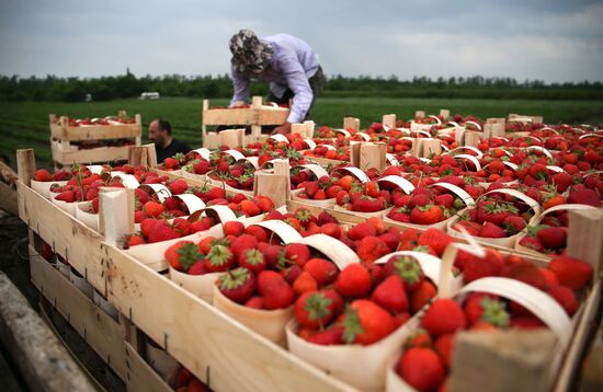 Strawberry farm in Krasnodar Territory