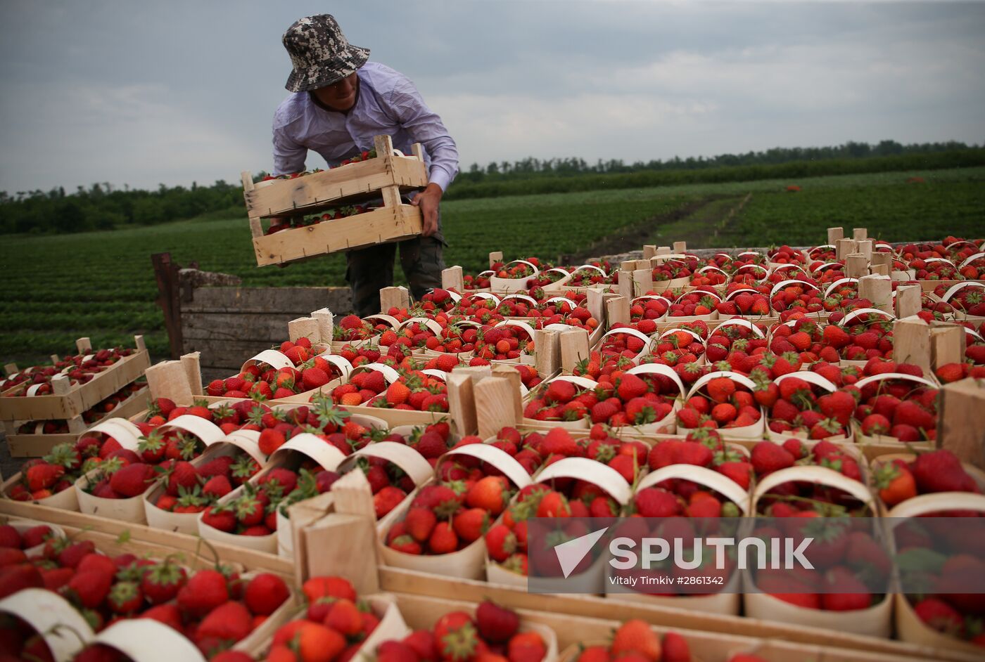 Strawberry farm in Krasnodar Territory