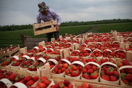 Strawberry farm in Krasnodar Territory