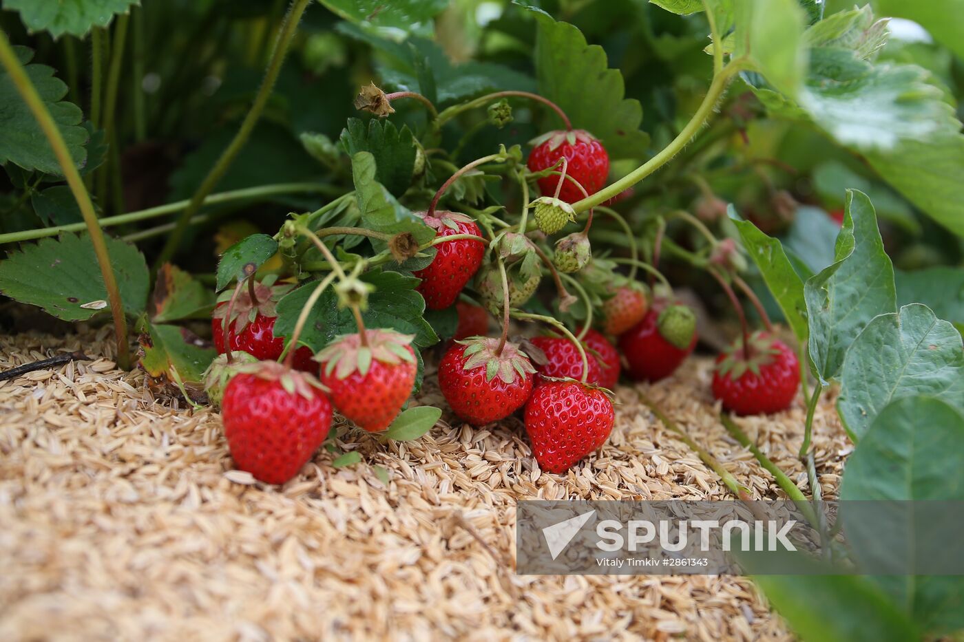 Strawberry farm in Krasnodar Territory