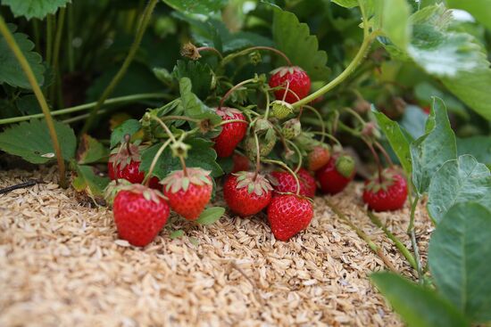 Strawberry farm in Krasnodar Territory