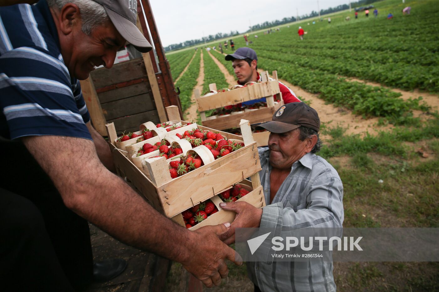 Strawberry farm in Krasnodar Territory
