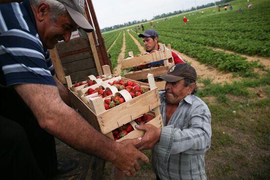 Strawberry farm in Krasnodar Territory