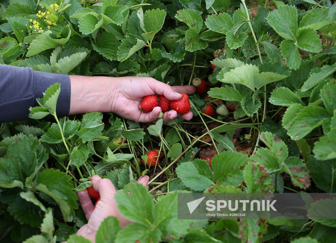 Strawberry farm in Krasnodar Territory