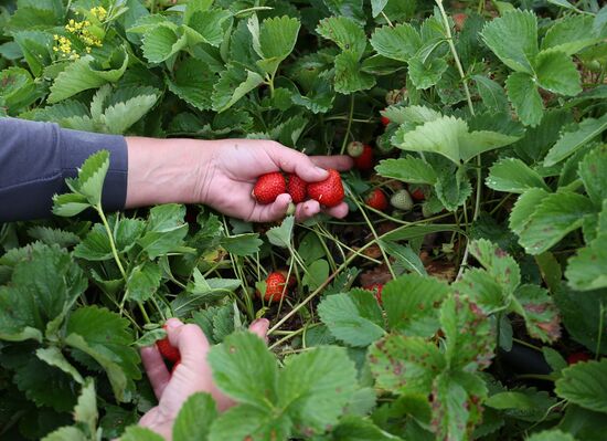 Strawberry farm in Krasnodar Territory