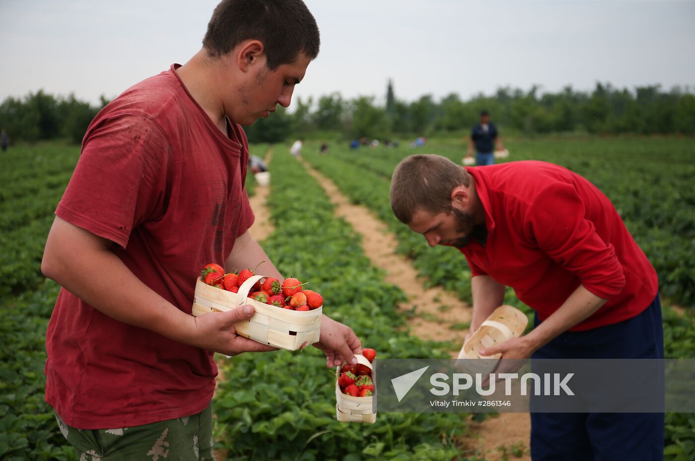 Strawberry farm in Krasnodar Territory