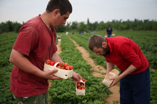Strawberry farm in Krasnodar Territory