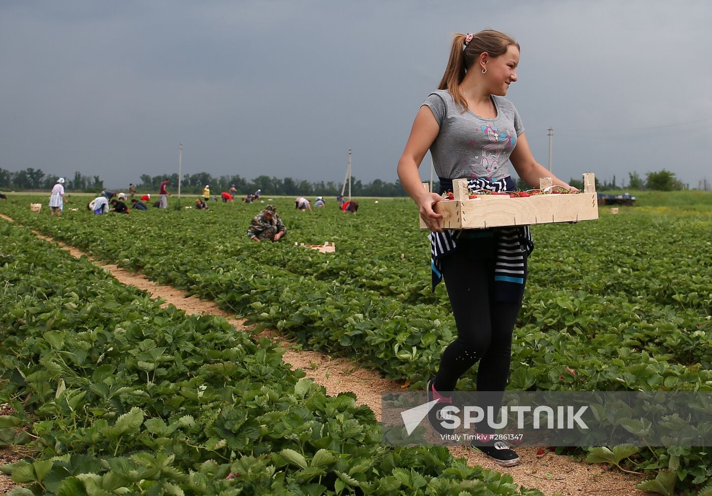 Strawberry farm in Krasnodar Territory