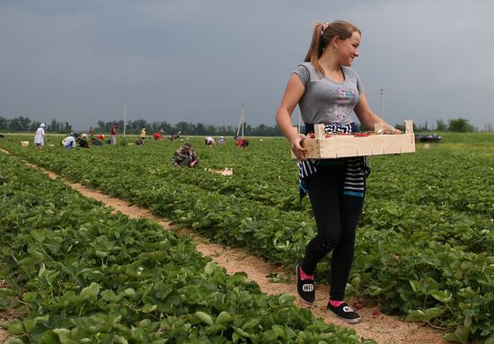 Strawberry farm in Krasnodar Territory